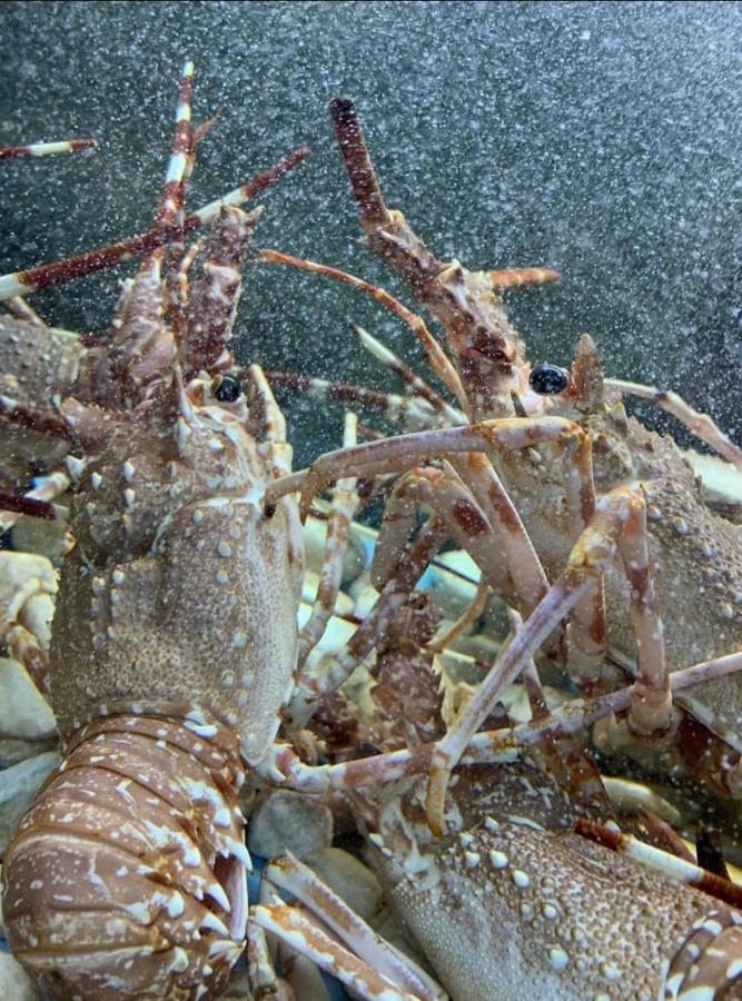 Appartamento Lido San Giovanni Gallipoli Zewnętrze zdjęcie