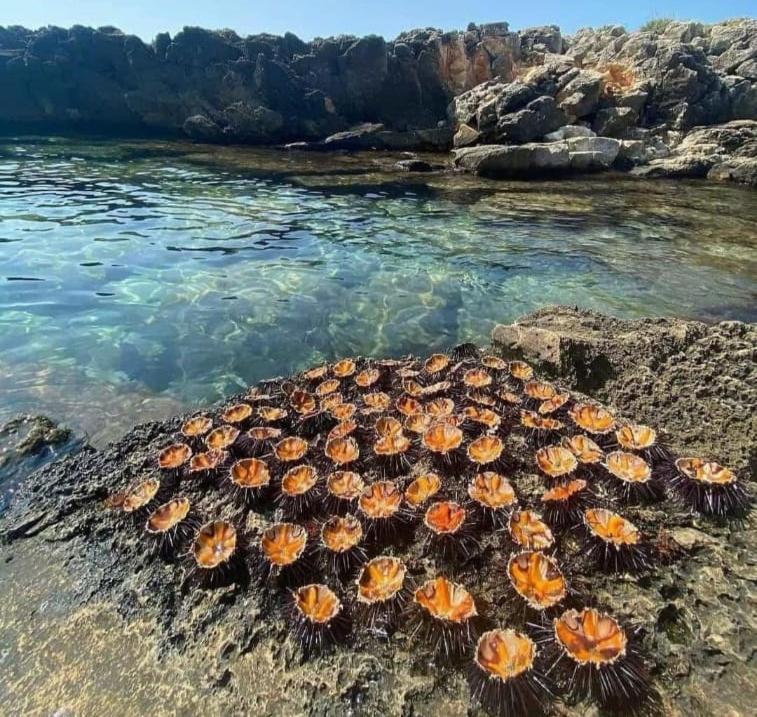 Appartamento Lido San Giovanni Gallipoli Zewnętrze zdjęcie